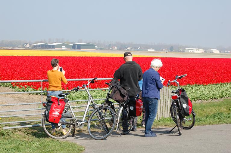 Cyclists red tulips