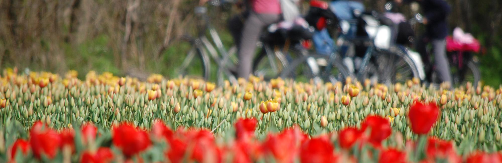 Tulip cycling